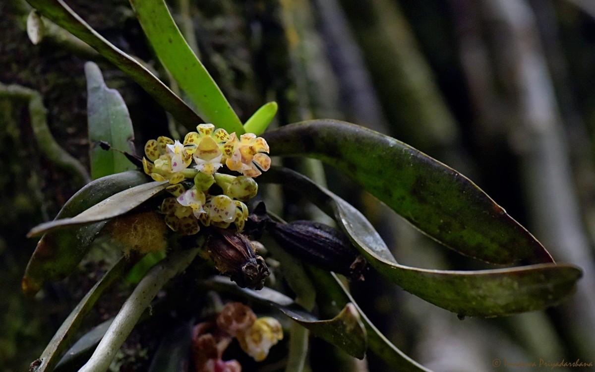 Gastrochilus acaulis (Lindl.) Kuntze